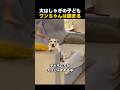 子どもの大暴れに巻き込まれまいと固まる犬