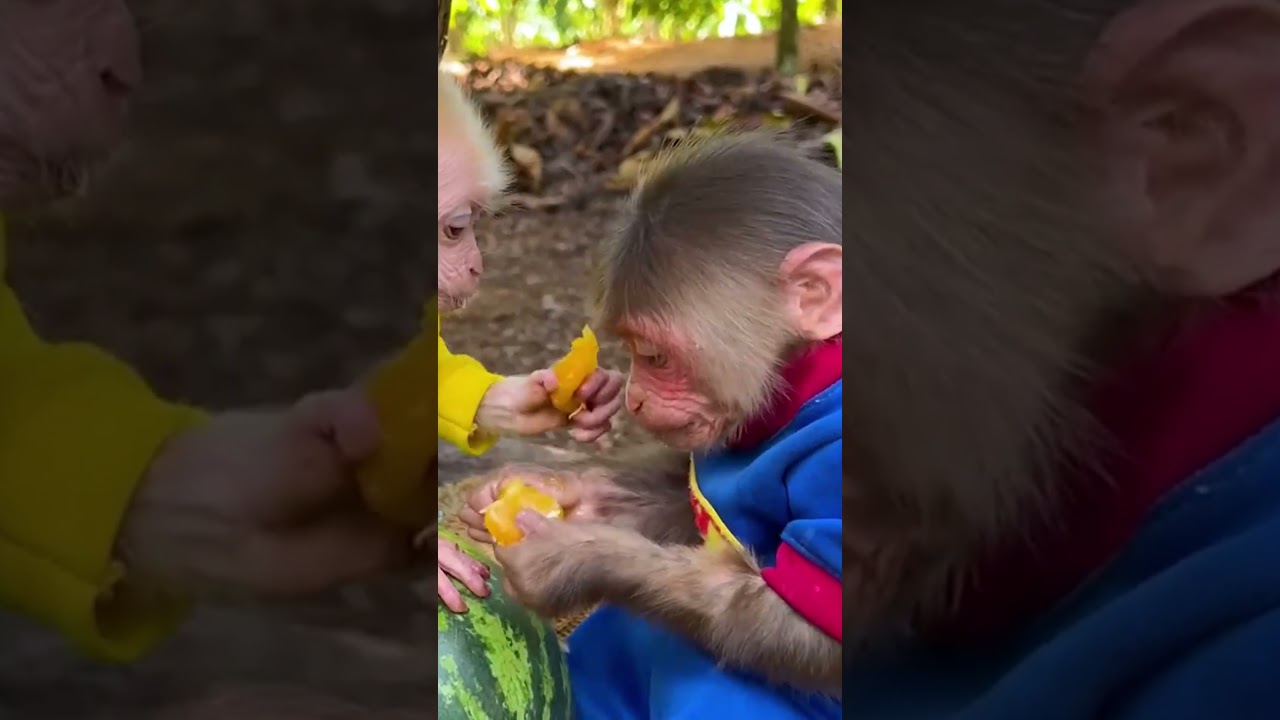 BiBi monkey eat fruit with baby monkey  