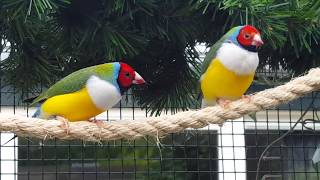 Gouldamadine in volière, Gouldian Finches outside aviary