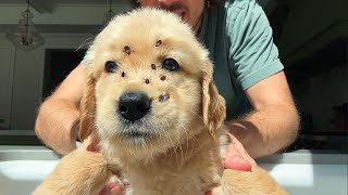 My Foster Golden Retriever Puppies Got INFESTED With Ticks by Joey Graceffa Vlogs 122,684 views 8 months ago 13 minutes, 6 seconds