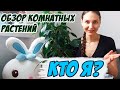 🌺 Обзор моих комнатных растений 🌺 о себе 🌺 часть 3