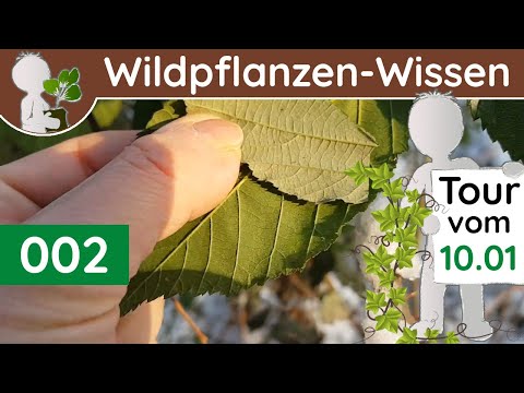 Video: Immergrüne Krautige Pflanzen Im Garten. Teil 2