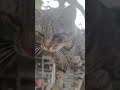 Cat Cute Kospikkk Kitten Catvideos Catlover Catvideo Cutecats Cats Catshorts кот котики