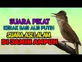 SUARA PIKAT KERAK BASI RAMAI ALIS PUTIH