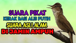 SUARA PIKAT KERAK BASI RAMAI ALIS PUTIH