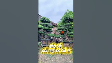 Báo giá chi tiết đôi cây sanh dáng trực cổ giá rẻ #caycanh #bonsai #sorts #bonsaitree