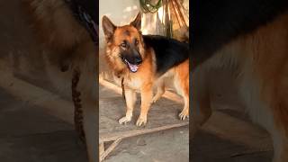 Angry Dog Barking Den Colour Dog Barking Sound