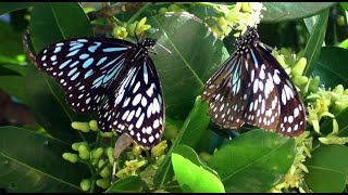 Welcome to blissfultransformations.com where you can enjoy various
clips and articles on nature, health creativity. this clip is the
beautiful migrati...