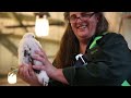 Peregrine falcons tagged in Evanston