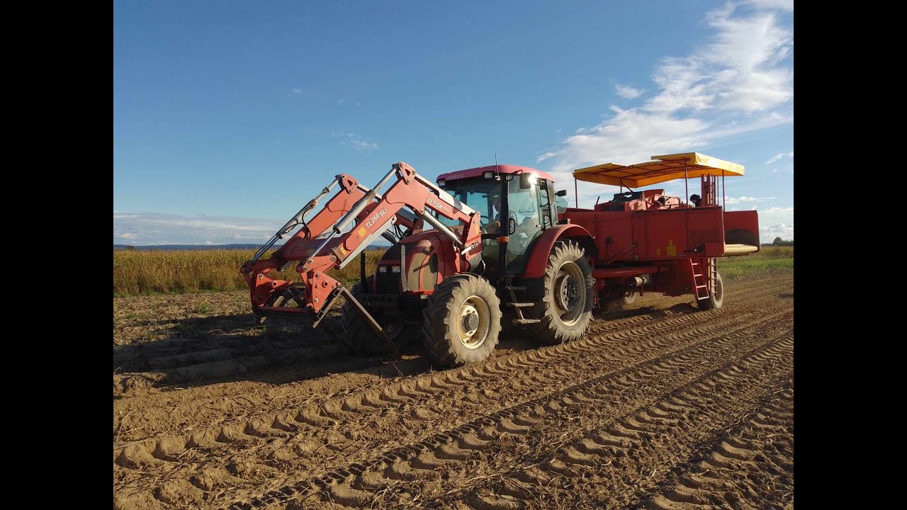 ✩ 🇵🇱 Kopanie Ziemniaków ✩ Grimme SE 75 - 40 ✩