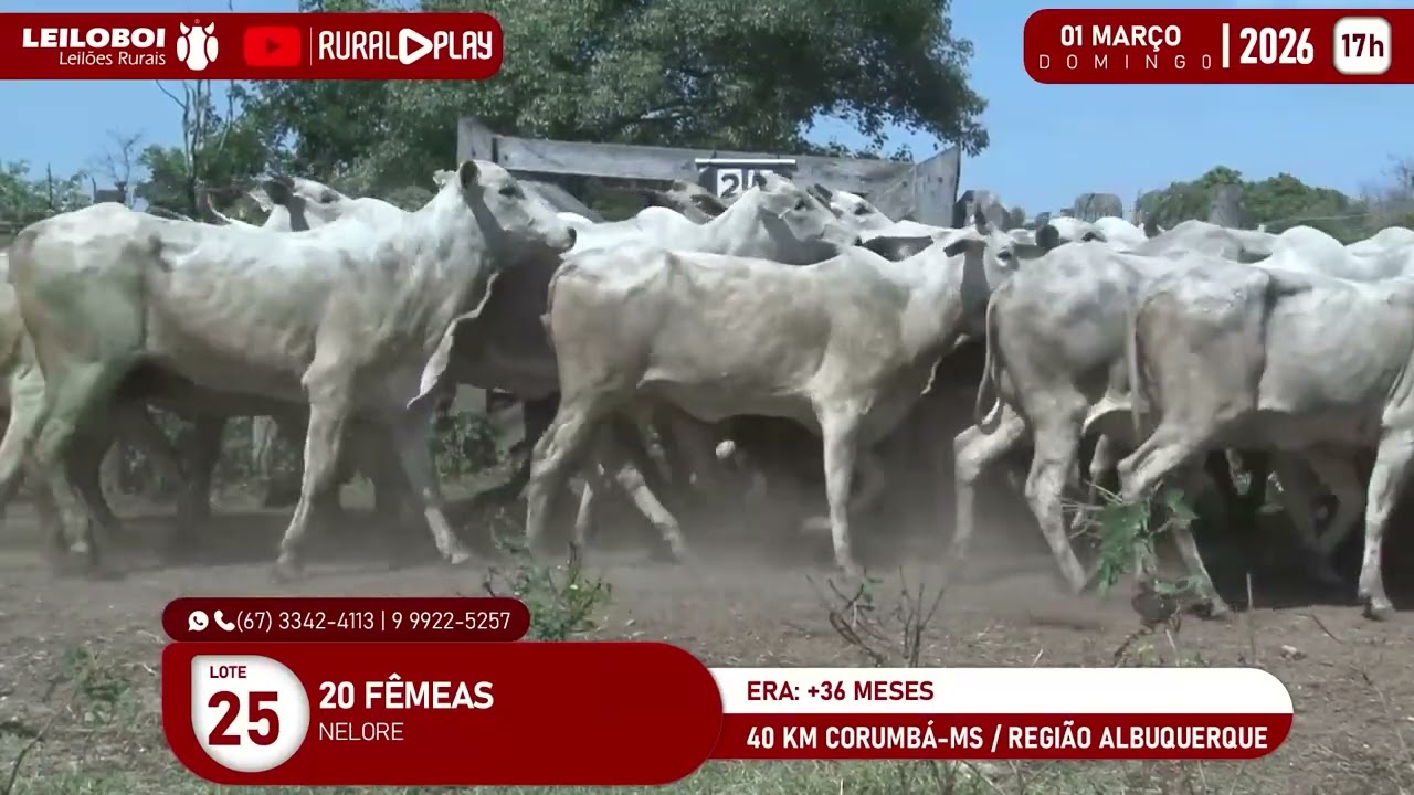 01-03 - LEILÃO LEILOBOI VIRTUAL DE CORTE