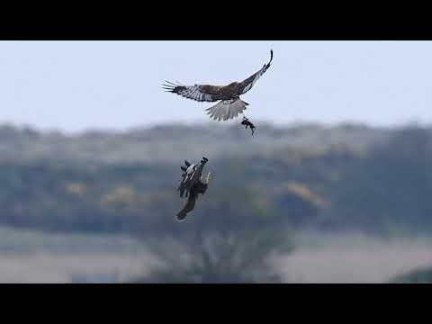 Marsh Harrier Food Pass