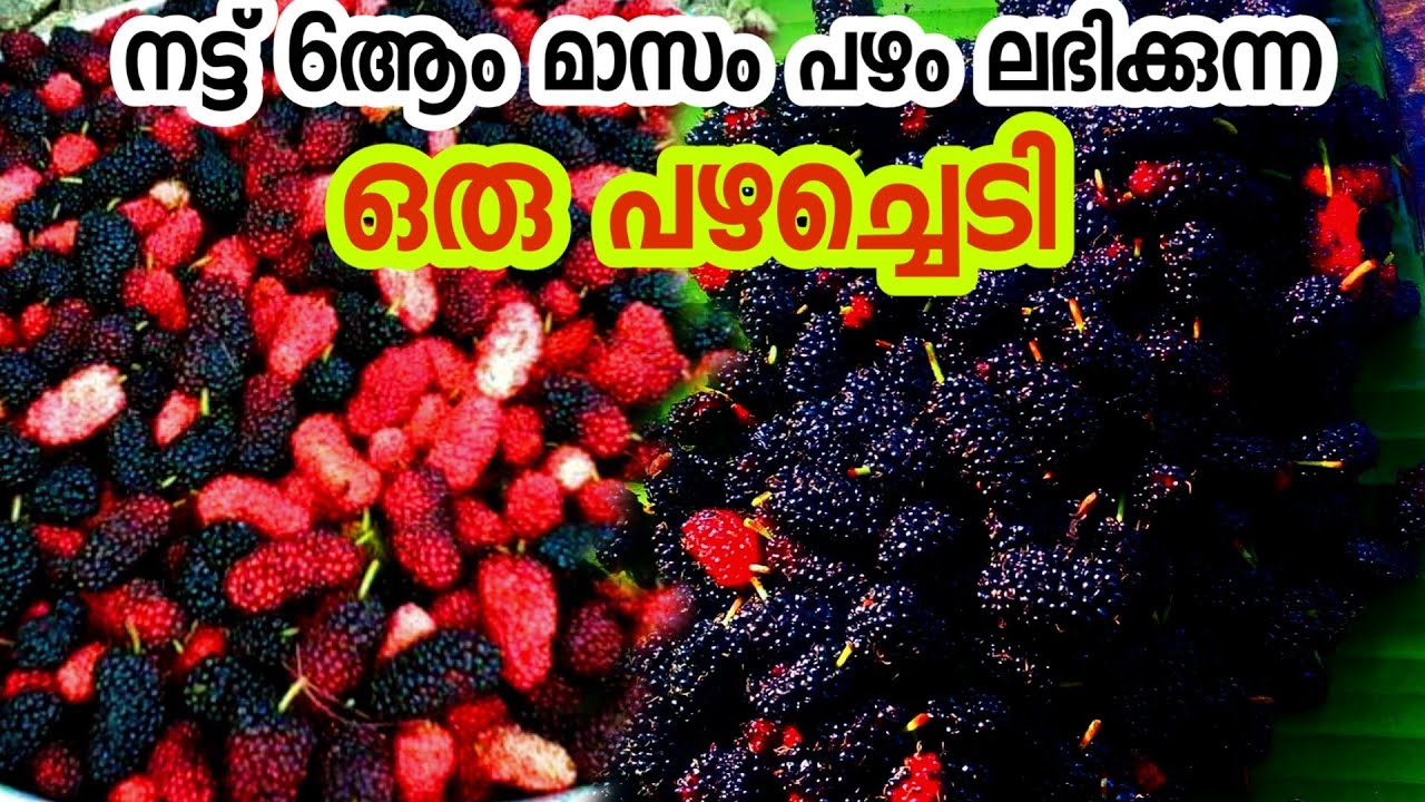 നട്ടാൽ 6 മാസം കൊണ്ട് പഴം ലഭിക്കും 😋😋mulberry fruit malayalam
