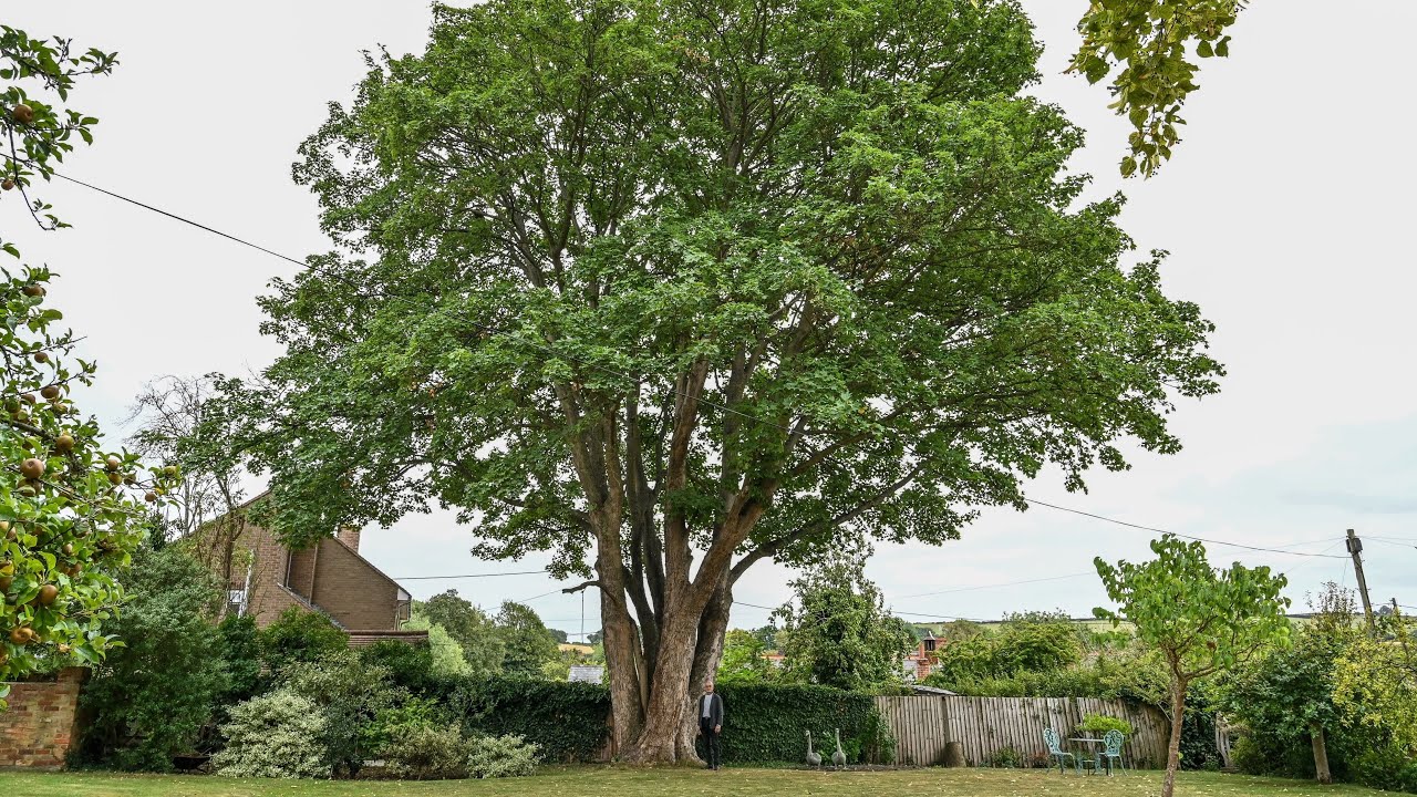 Neighbours of Cotswolds village church face £70k bill in row over 250-year-old tree | SWNS