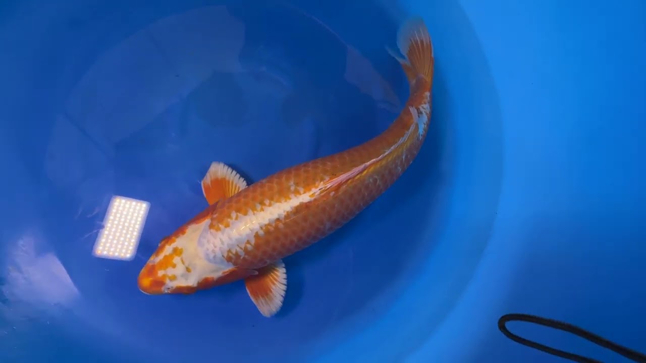 Kawari - koi #x1013n002 - Oya Koi Farm