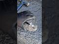 Fossiliferous concretion split open