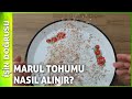 Marul Tohumu Nasıl Alınır?