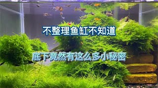 无打氧无过滤的生态虾缸两个多月没修整水草长疯了缸底还发现小秘密