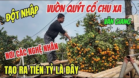 Đột Nhập Vườn Cây Nơi Nghệ Nhân Tạo Ra Tác Phẩm Bình Hút Lộc Tiền Tỷ Từ Cây Quýt Cổ Chu Xa Văn Giang