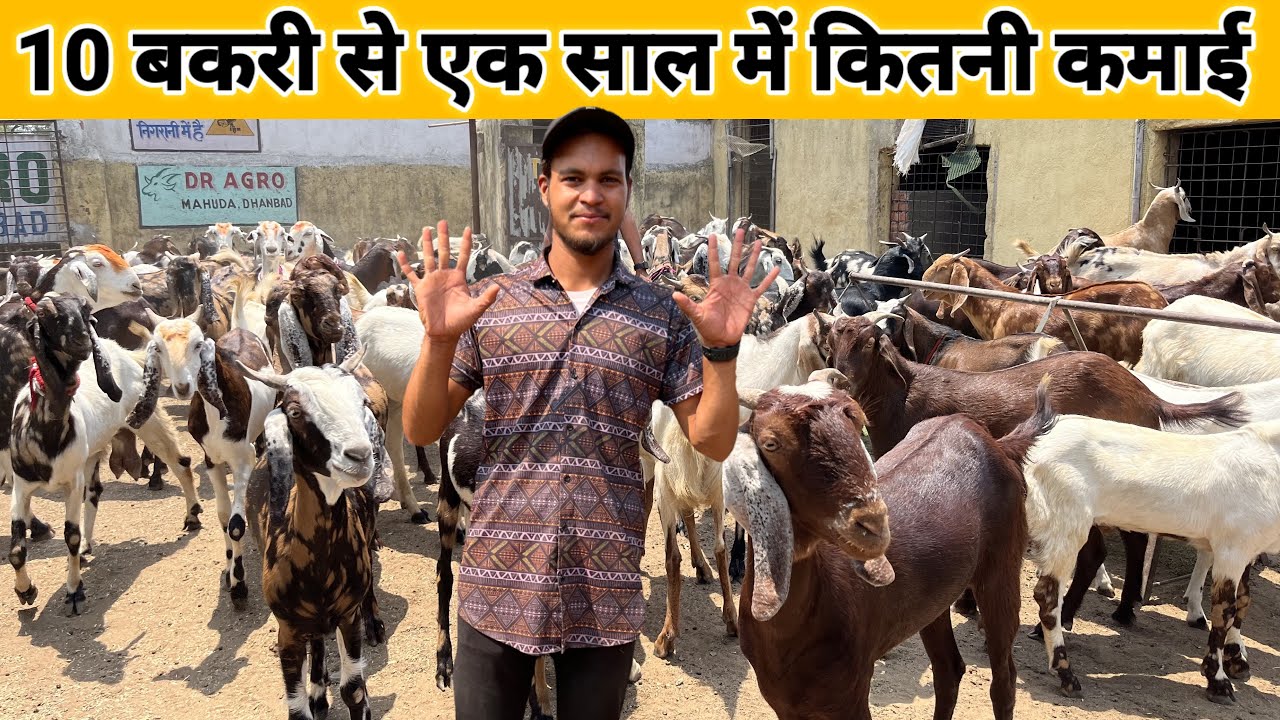 10 बकरी से एक साल में कितनी कमाई | Goat Farming Business Plan