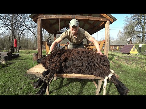 БРОСИЛ ВСЕ в ГОРОДЕ , УЕХАЛ в ЛЕС , ЖИВУ СРЕДИ ЖИВОТНЫХ. №302