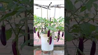 How to grow eggplants from seed to harvest