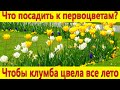 Что посадить к первоцветам весной, чтобы клумба цвела все лето в саду.