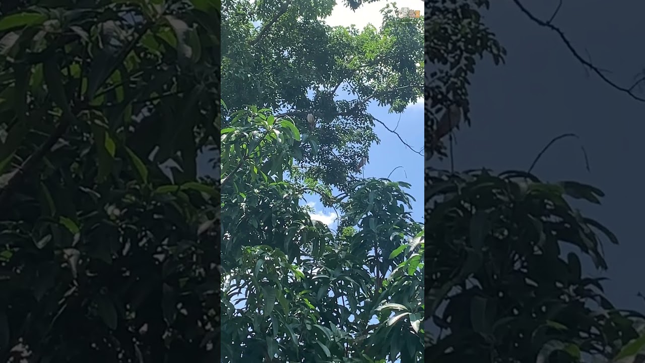 Starling Bird - Close-up of Starling Bird Protecting Nest When in Danger. Rare Document.