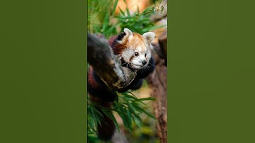 Discover the Adorable World of Red Pandas 🐾 | Red Panda Fun Facts