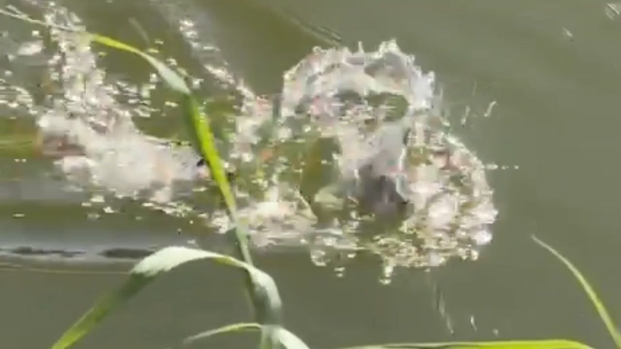 Спуститесь вниз с помощью рогатки и поймайте ничего не подозревающую рыбу.