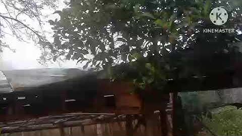 ເບິ່ງໄກ່ຕໍsaib qaib dib qua zoo qaib dawb tsej qaib xam zoo nkauj hv 2023