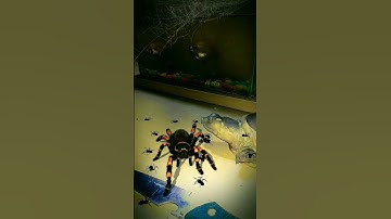 Big Spider with turtle 🐢#shorts #short #trending #viral #viralvideo #youtubeshorts #shortvideo