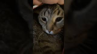 He’s too cute #cat #cats #kitten #kittens @tigerdacoolcat