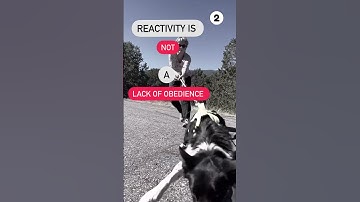 REACTIVE Dog Struggles? #dogtrainer