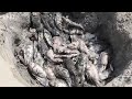 El calor extremo y la contaminación dejan cientos de peces muertos en un lago de la India