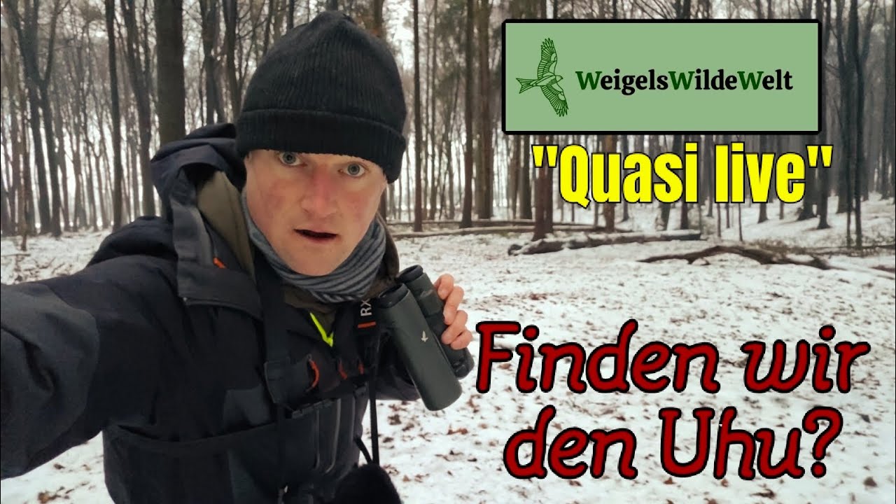 Uhu - Werden wir ihn finden? 