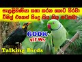 සැලලිහිණියා කතා කරනකොට ගිරවා තාලෙට විෂිල් ගහනවා|Talking parrot |Talking birds | katha karana girawa