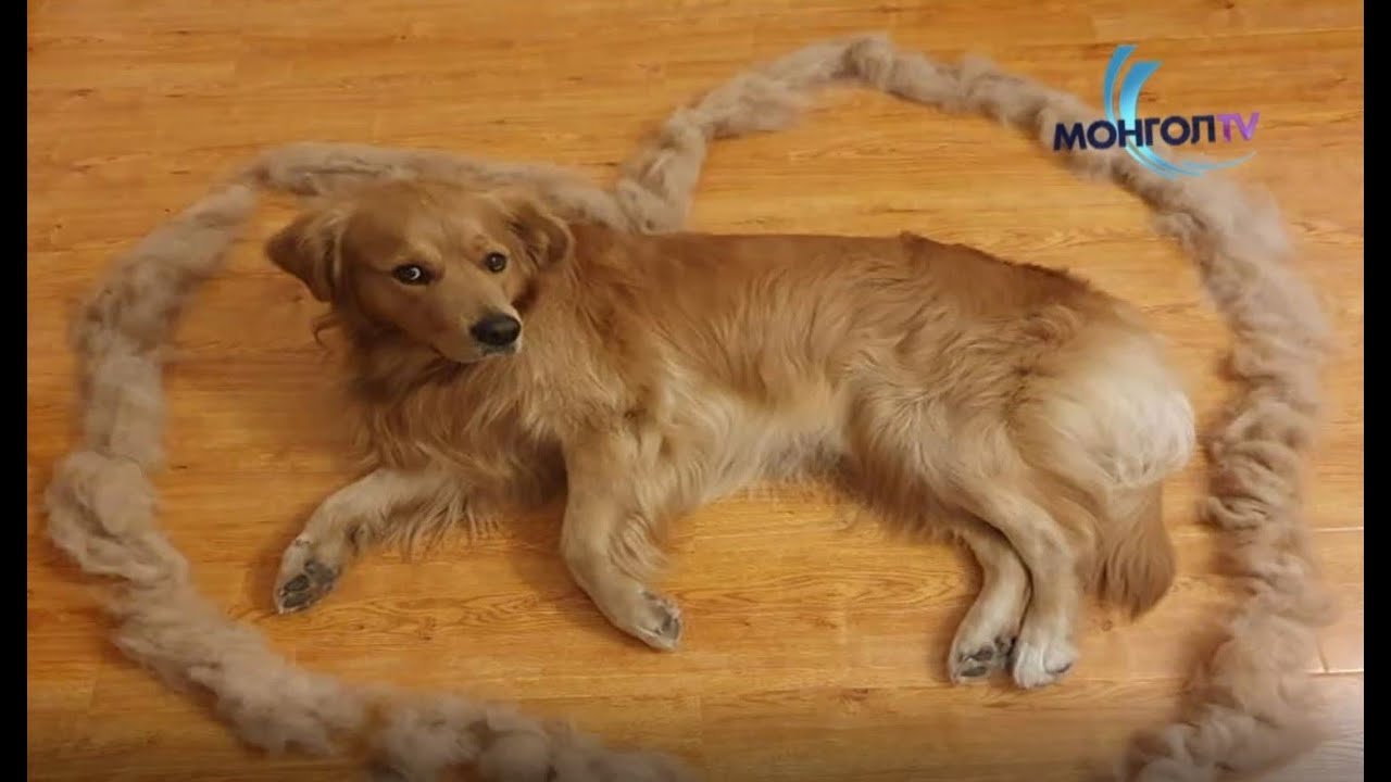 ӨНӨӨ ӨГЛӨӨ - Сургуультай нохой Shiny