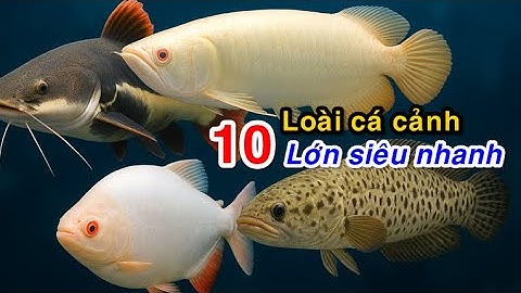 Top 10 loài cá cảnh LỚN nhanh nhất | Top 10 fastest growing aquarium fish.