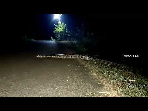Python crossing the road at night time 4k | life in nature dhondi srinivas