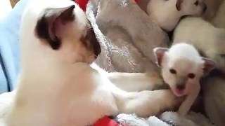 Siamese Litter at 2 weeks 200517