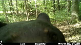 Bear Close Up Sniffing Trail Camera, SC