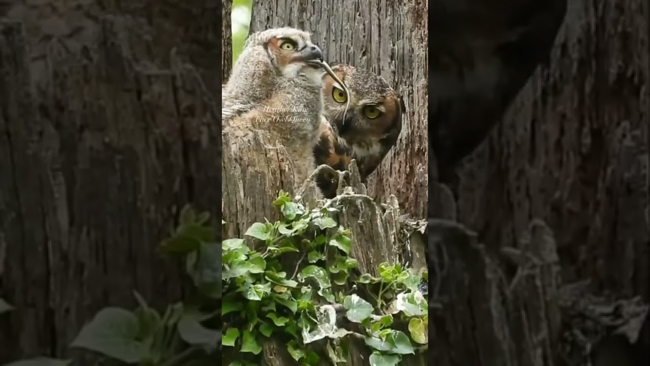 subscribe for daily animal content 