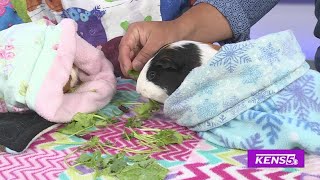 Guinea Pigs looking for a fur-ever home | Great Day SA