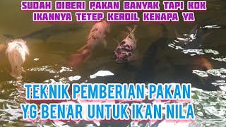 Tilapia Fish Feeding Techniques That Increase Its Growth