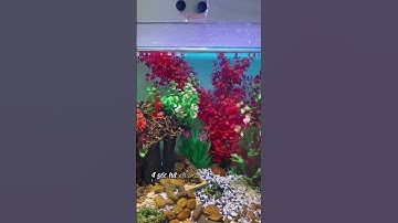 Lọc Nước Hồ Cá Yee 3 Chức Năng Lọc, Tạo Sóng, Sủi Oxy #locbeca #cácảnh #thuysinh