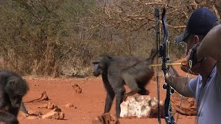 Hunting baboons by arrow