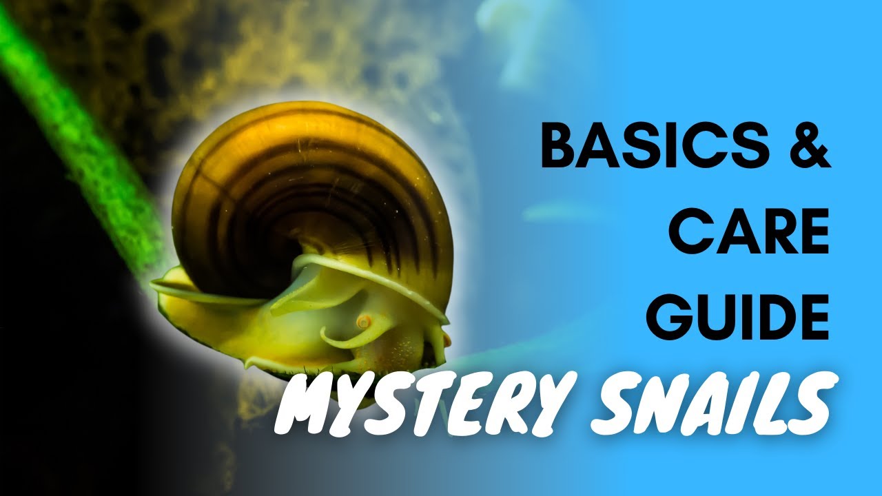 Mystery Snail Basics And Care Guide YouTube