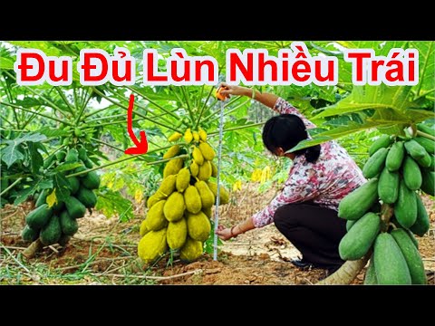 Video Cách Biến Cây Đu Đủ Cao THÀNH Cây Đu Đủ Lùn Ra Nhiều... - youtube