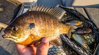 Catching HUGE BLUEGILL Fishing Below The DAM! (EASY)